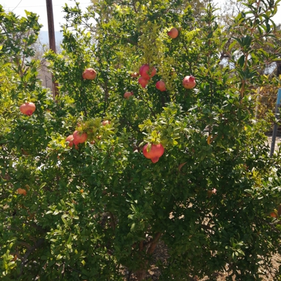 Catamaran Holidays Greece